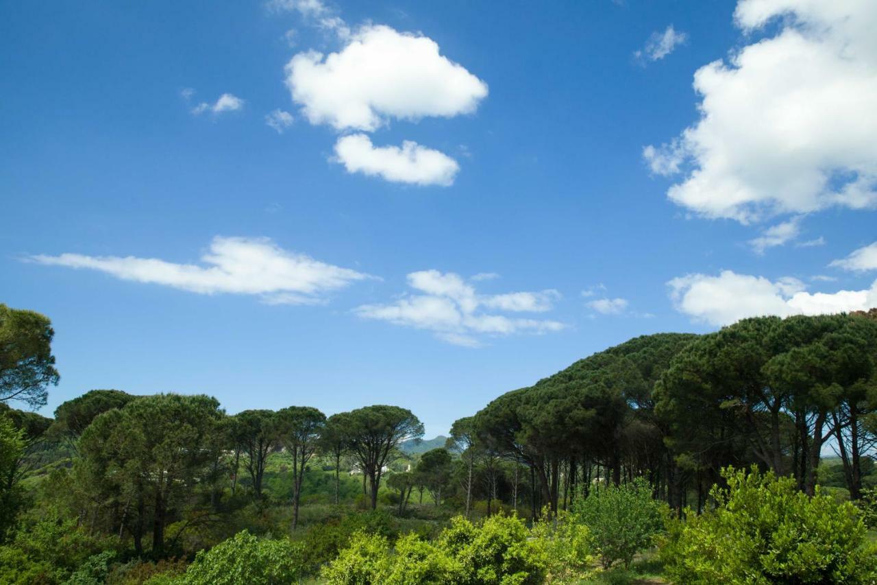 Pine Forest By Corfuεscapes * Kompítsion